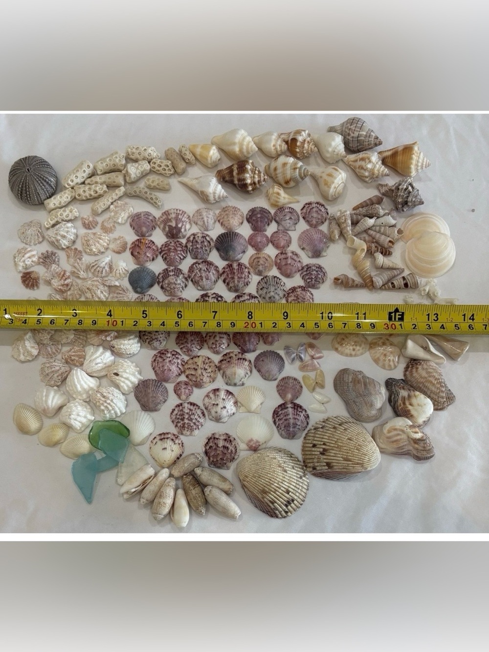 165 MIX SEASHELLS SHELLS SMALLER SIZE SANIBEL, FLORIDA CRAFT /COLLECTER LOT - Picture 5 of 6